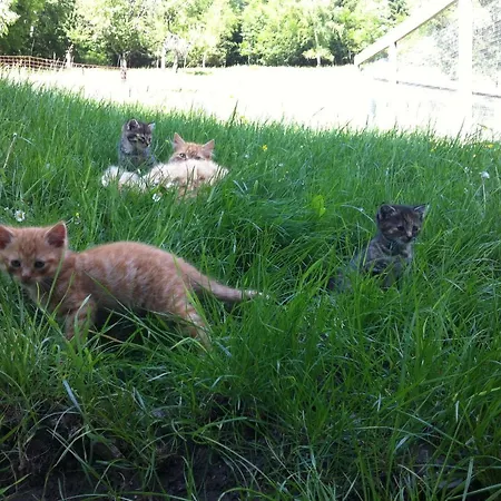 Alloggio per agriturismo Ahlhof Schladming