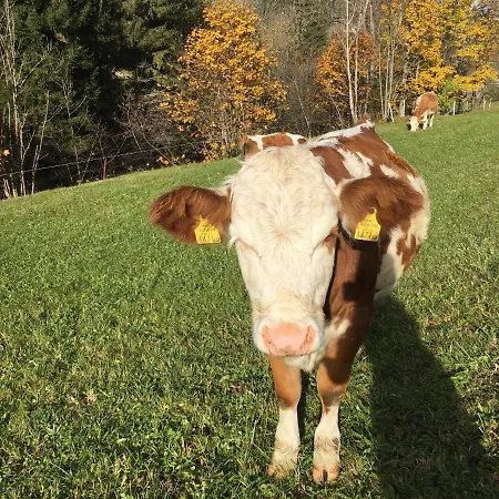 Farm stay Ahlhof Schladming