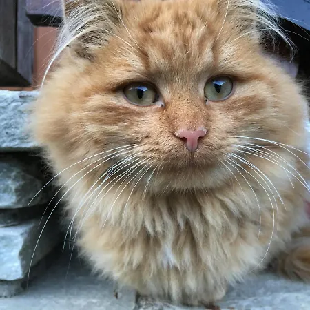 Alloggio per agriturismo Ahlhof *