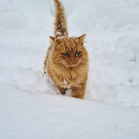 Alojamento de Turismo Rural Ahlhof *