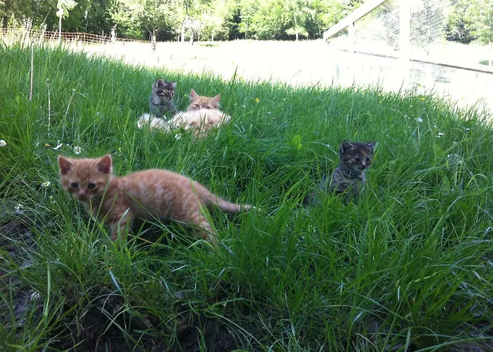 Farm stay Ahlhof Schladming