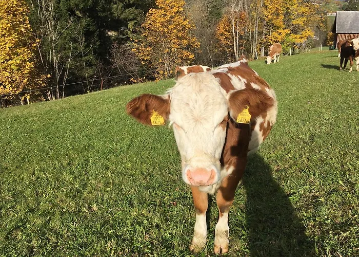 Farm stay Ahlhof Schladming