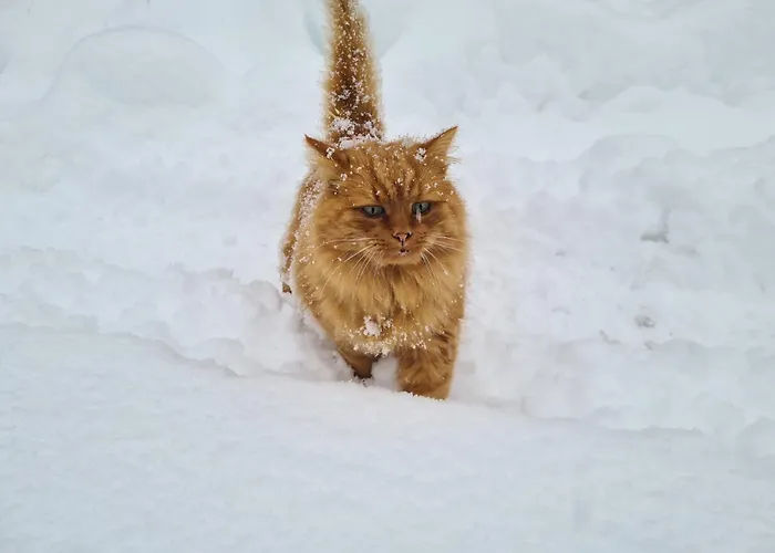 Agroturismo Ahlhof *